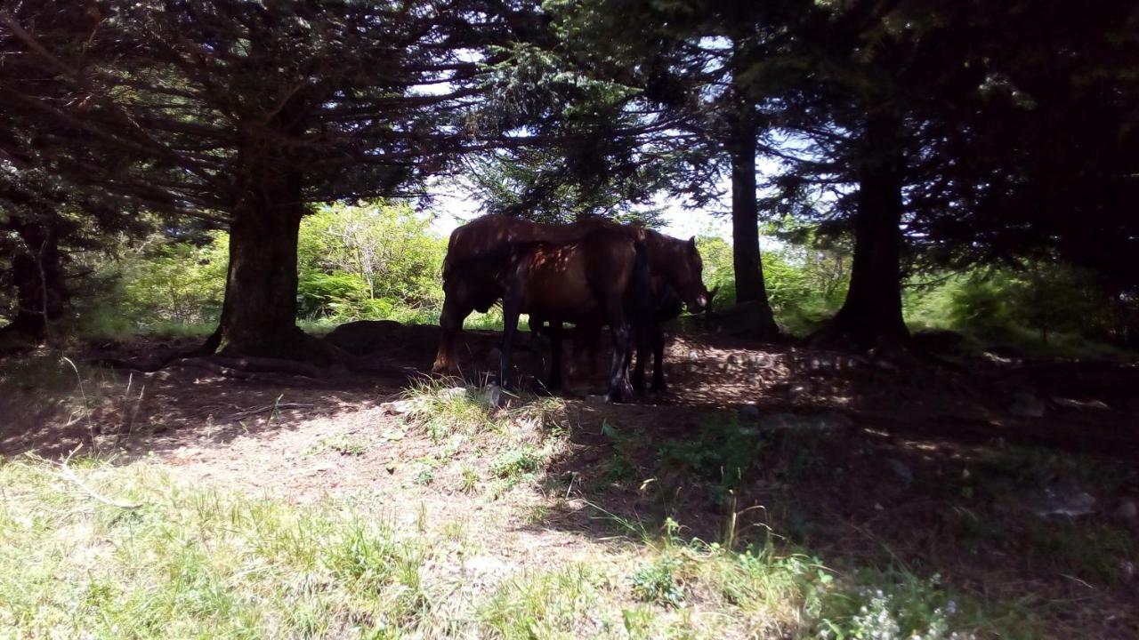 דירות Borzonasca Casa Millin מראה חיצוני תמונה